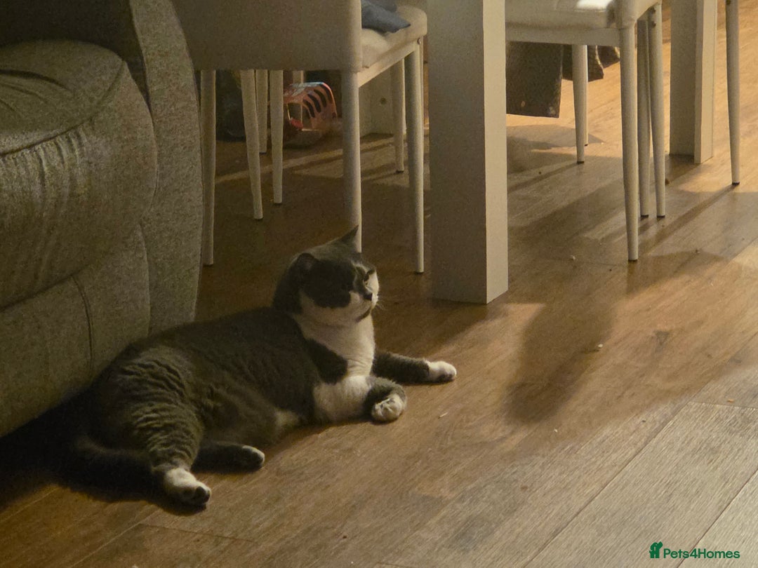 British Shorthair cats for sale: Friendly british shorthair cat for sale - Image 7