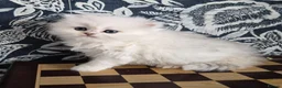 British Longhair cats for sale: Stunning Black Tipped British  - Advert 12