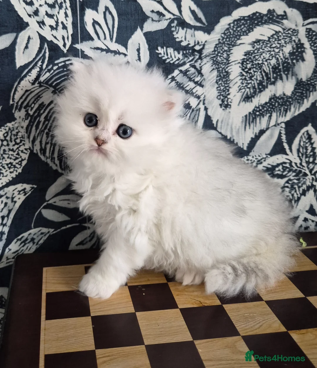British Longhair cats for sale: Stunning Black Tipped British  - Advert 12