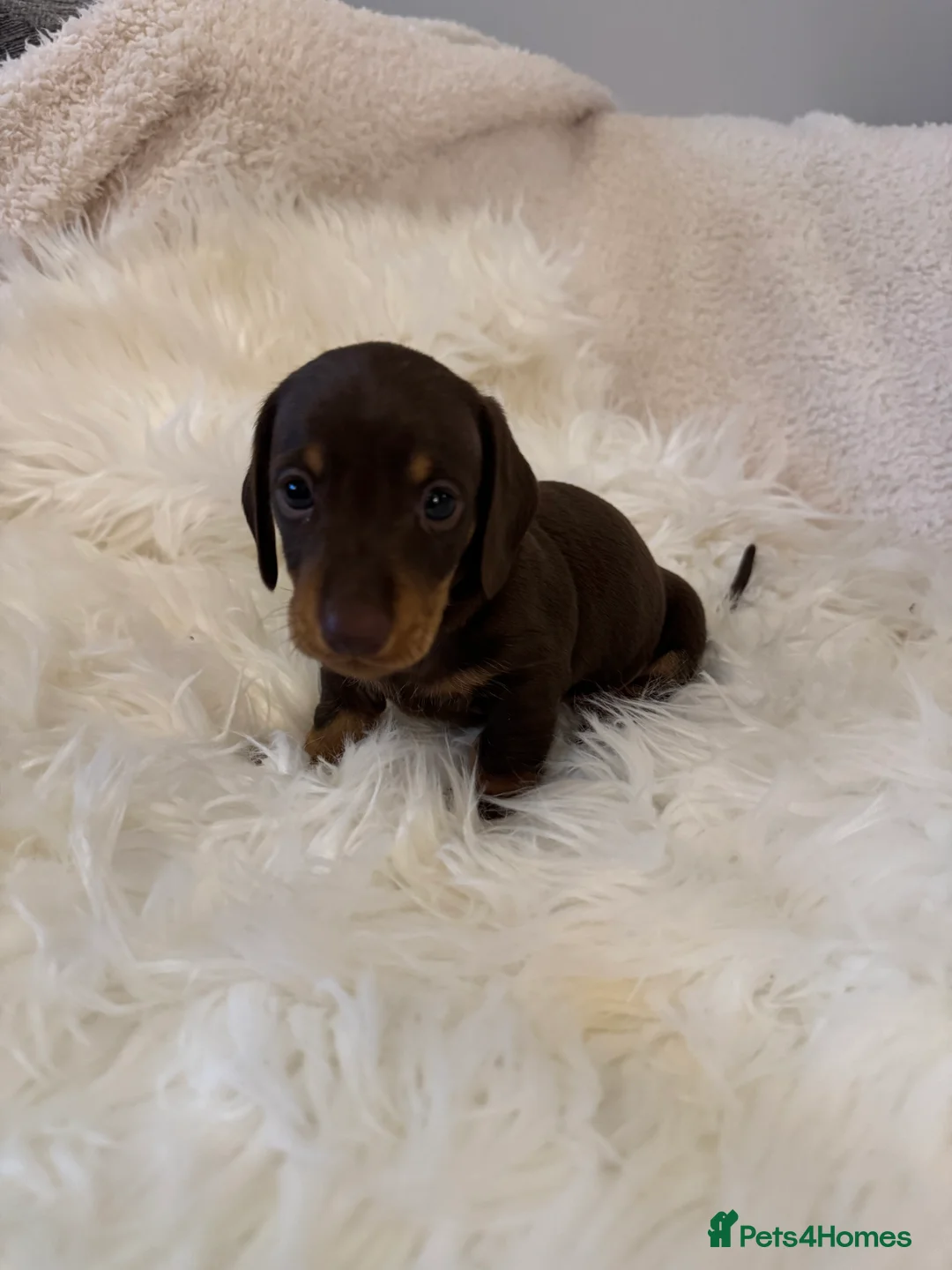 Miniature Dachshund dogs for sale: KC registered Miniature Dachshund puppies - Advert 8