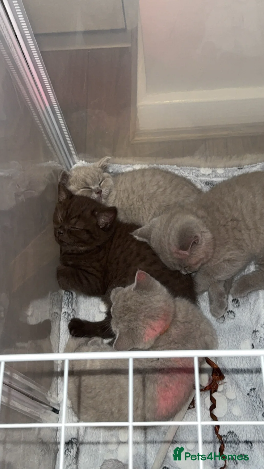 British Shorthair cats for sale: LAST RARE CHOCOLATE BSH MALE! 🍫 READY TO LEAVE 🏠 - Advert 2