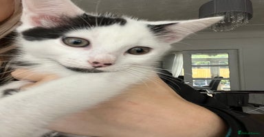 Mixed Breed cats - Advert 15