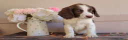 English Springer Spaniel dogs for sale: Beautiful English Springer spaniel pups - Advert 5