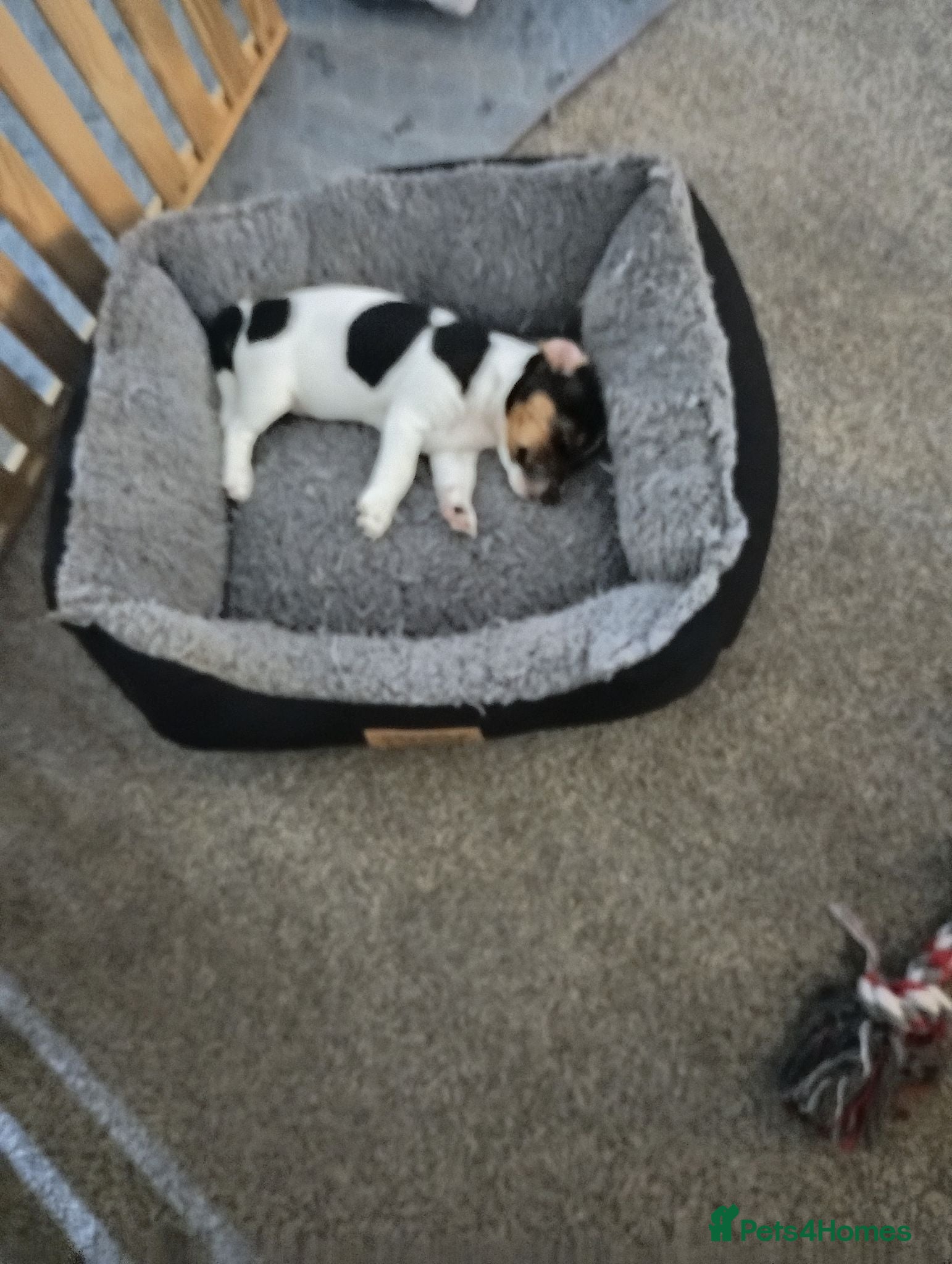 Jack Russell dogs Beautiful jack Russell puppies  - Advert 7