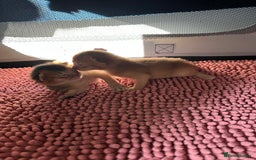 Abyssinian cats for sale: Tica reg. Abyssinian kittens  - Image 5