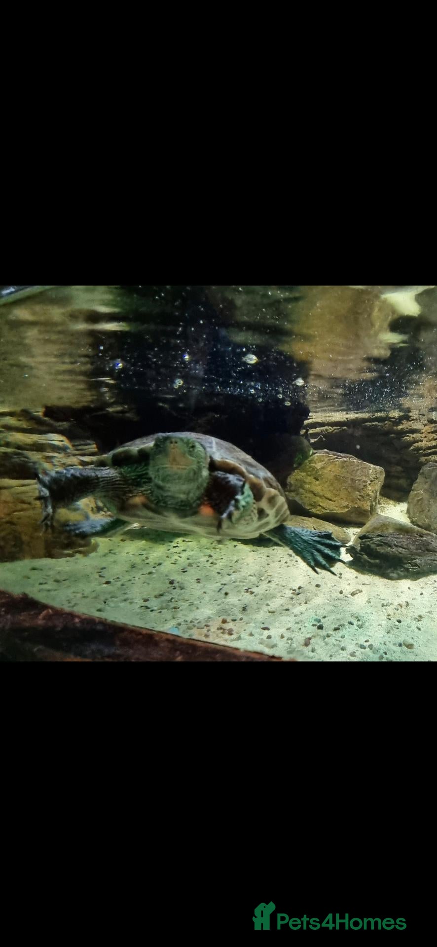 Turtle reptiles Chinese stripped necked turtle  - Advert 1