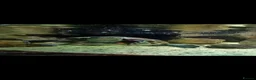 Turtle reptiles for sale: Chinese stripped necked turtle  in Birmingham - Advert 1