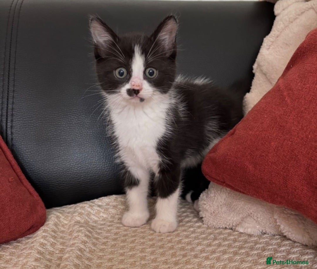 Mixed Breed cats for sale: Adorable Kittens Looking for Loving Homes  - Advert 4