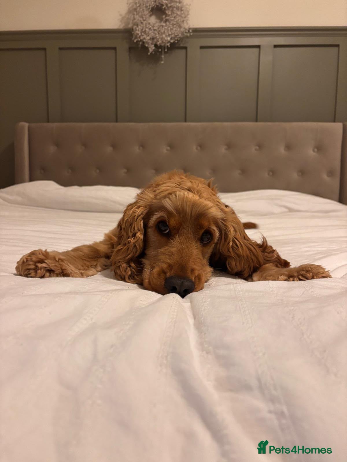 Cocker Spaniel dogs Neutered Golden Boy Available  - Advert 4