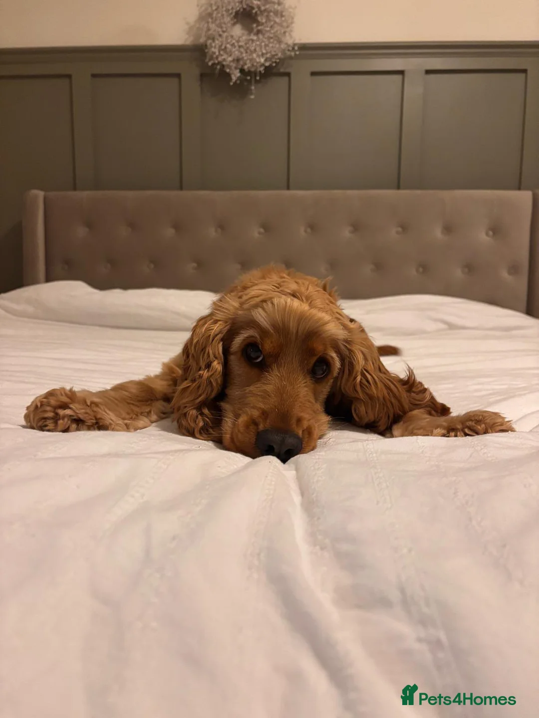 Cocker Spaniel dogs for sale: Neutered Golden Boy Available  - Advert 1