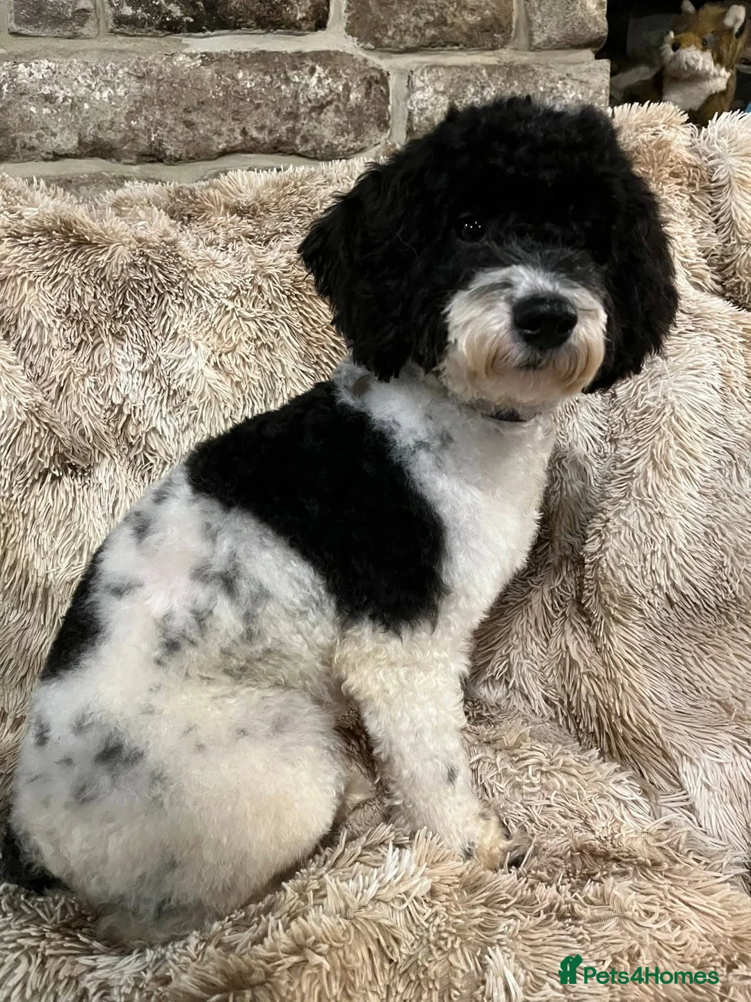 Miniature Poodle dogs for stud: KC Reg Miniature Parti Poodle - Advert 8