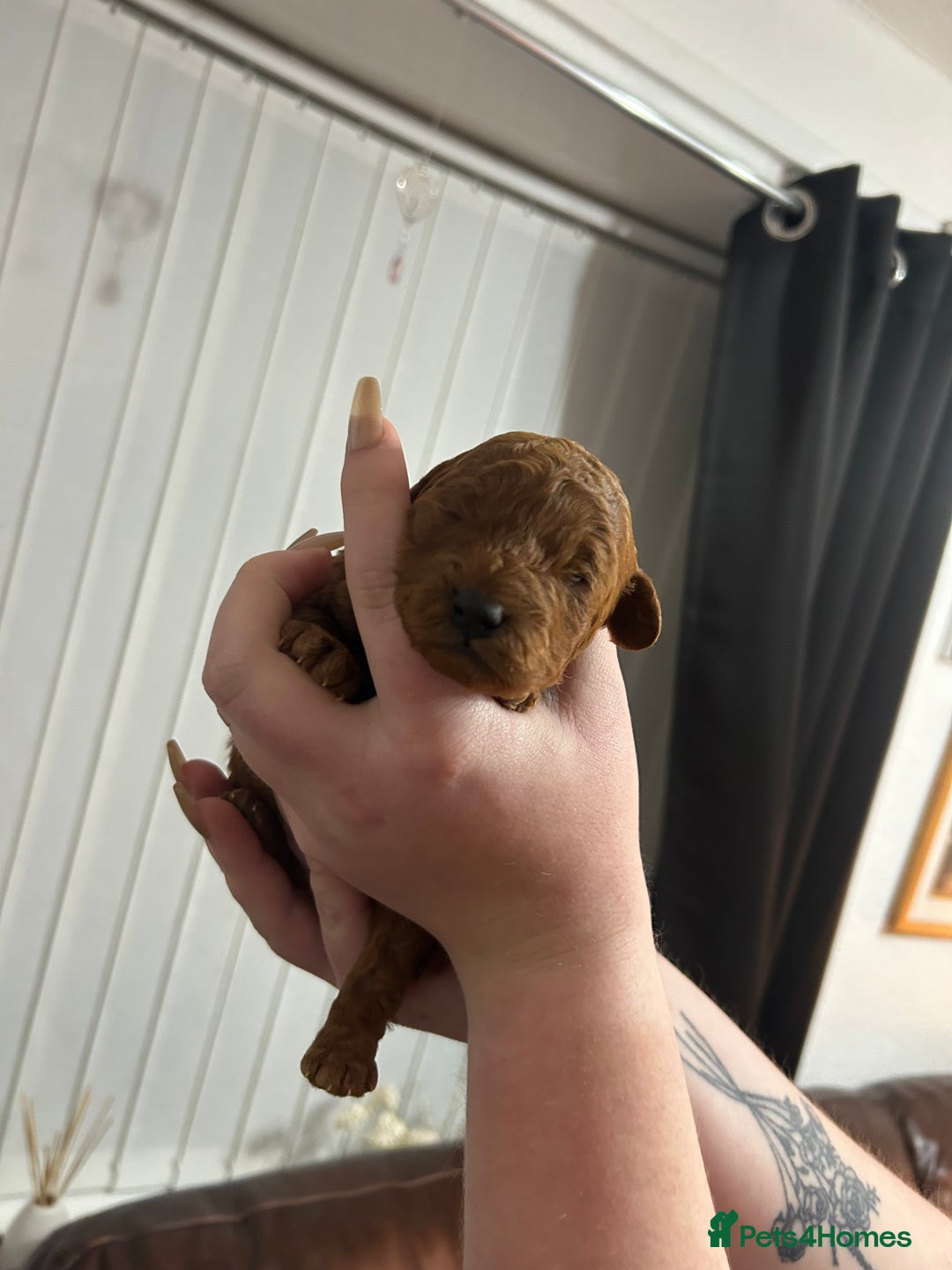 Cavapoochon dogs for sale: Cavapoo puppies  - Advert 1