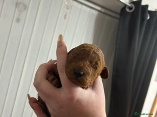 Cavapoochon dogs Cavapoo puppies - Advert 1