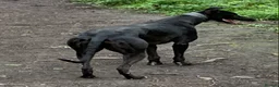 Lurcher dogs for sale: First cross saluki greyhounds  - Advert 12