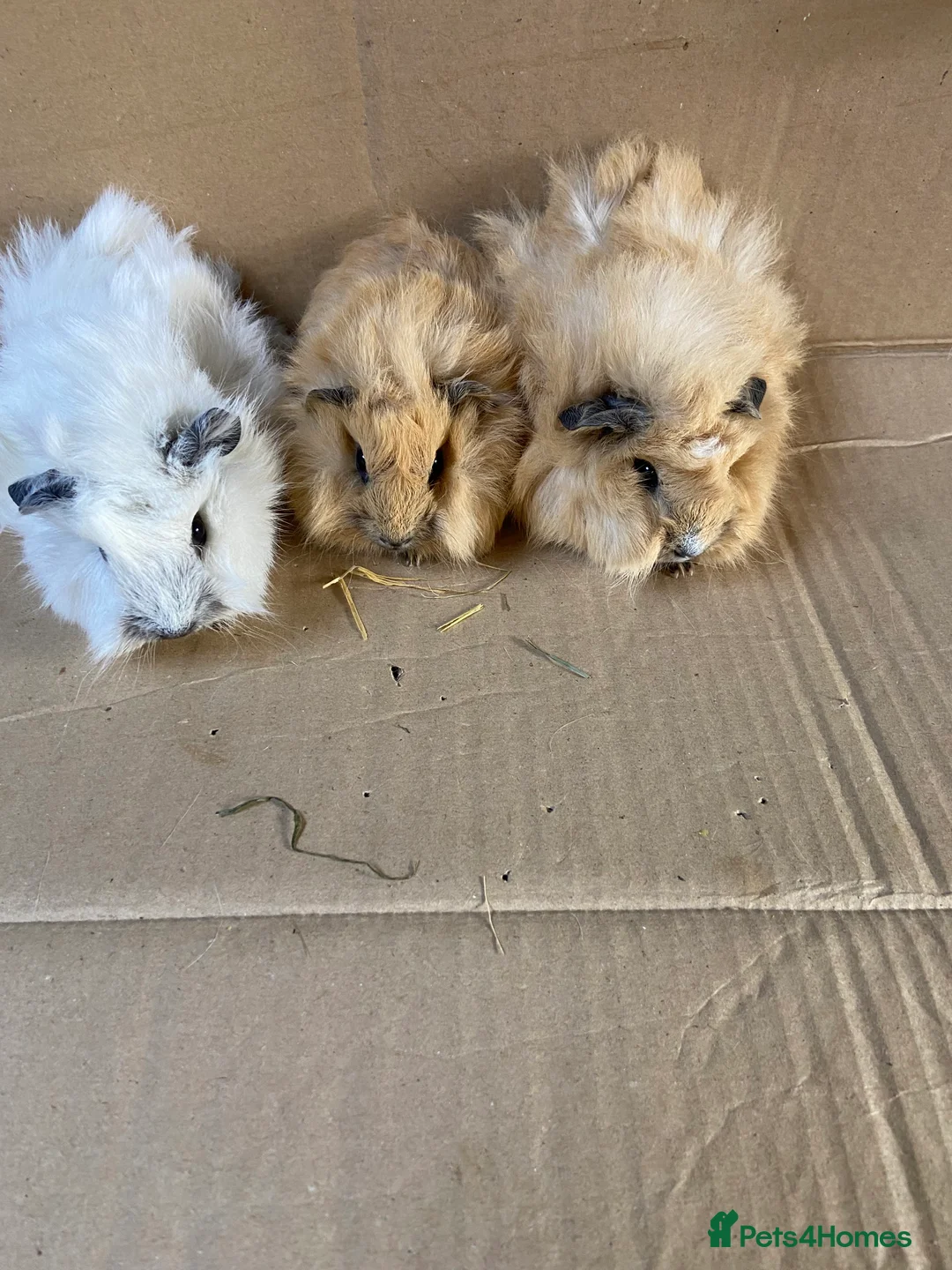 Guinea Pig rodents for sale: Baby Male Guinea Pigs For Sale  - Advert 2