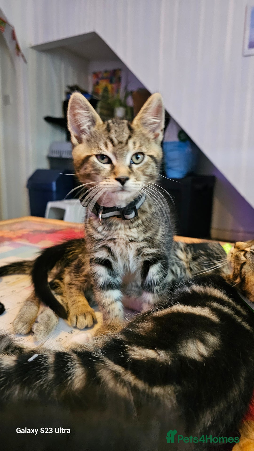 Mixed Breed cats for sale: Few lovely kittens ready for new lovely homes ! - Image 7