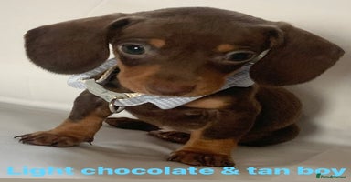Miniature Dachshund dogs - Advert 3