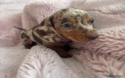 Miniature Dachshund dogs for sale: BEAUTIFUL MINIATURE DACHSHUNDS PUPPIES - Image 7