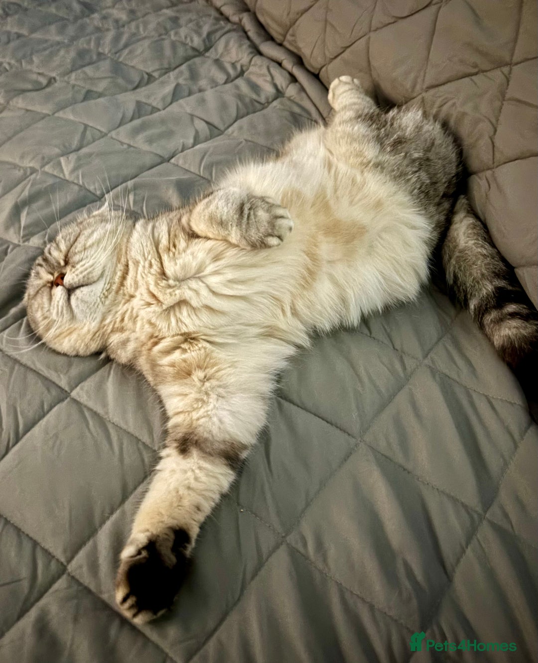 Scottish Fold cats for sale: Loving Home Wanted for Stunning Scottish Fold Girl - Image 6