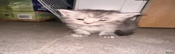 Maine Coon cats for sale: 🐾 Beautiful Maine Coon Kittens  - Advert 10