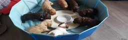 Mixed Breed dogs for sale: quality puppies for sale - Advert 9