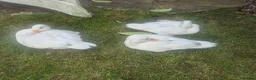 Ducks poultry for sale: 3 x call drakes white in Southampton - Advert 2