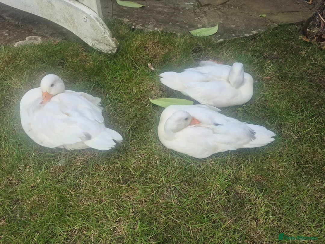 Ducks poultry for sale: 3 x call drakes white in Southampton - Advert 2