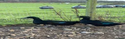 Ducks poultry for sale: 6x hatching eggs Cayuga duck hatching eggs  - Advert 4