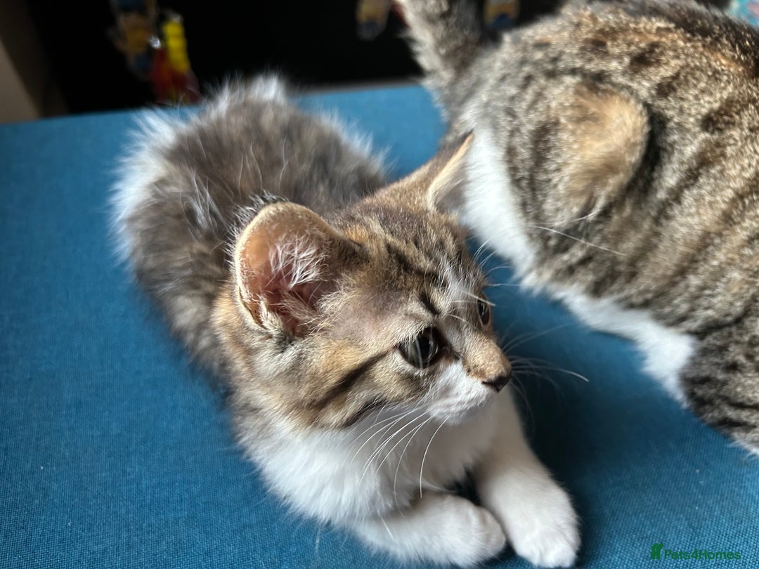 Mixed Breed cats for sale: 5 kittens for Sale - Image 6