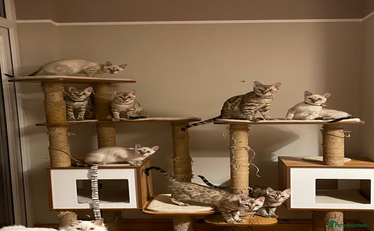 Bengal cats - Advert 2