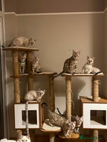 Bengal cats Beautiful Bengals able to leave. - Advert 2