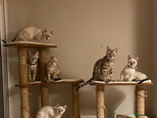 Bengal cats Beautiful Bengals able to leave 28th November - Advert 4