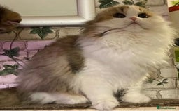 Munchkin cats for sale: Full pedigree munchkin kitten  - Image 13