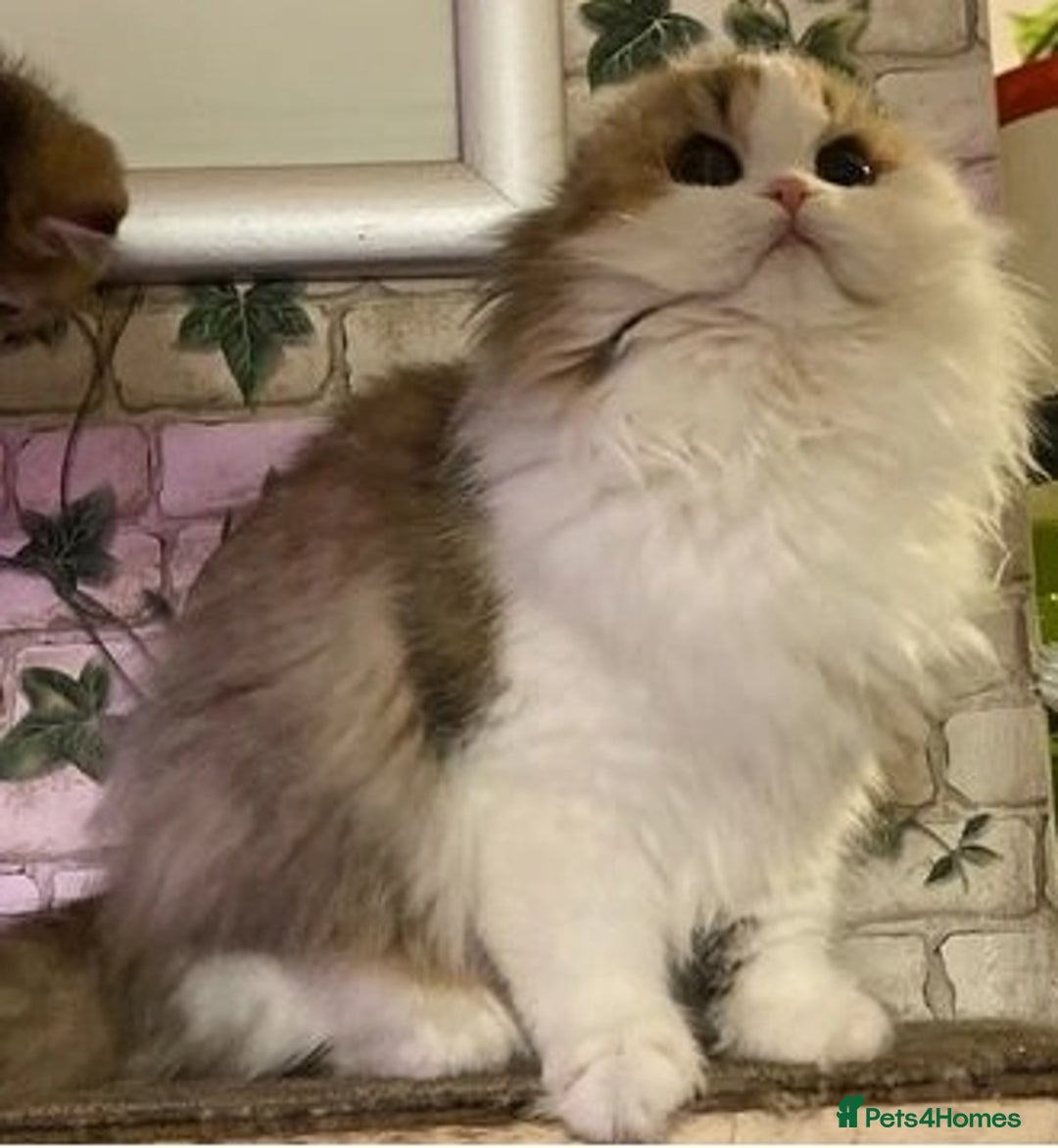 Munchkin cats for sale: Full pedigree munchkin kitten  - Image 13