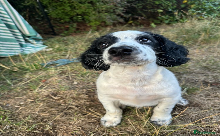 Cocker Spaniel dogs - Advert 1