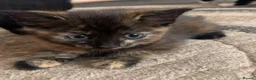 British Shorthair cats for sale: Cute kitten - Advert 1