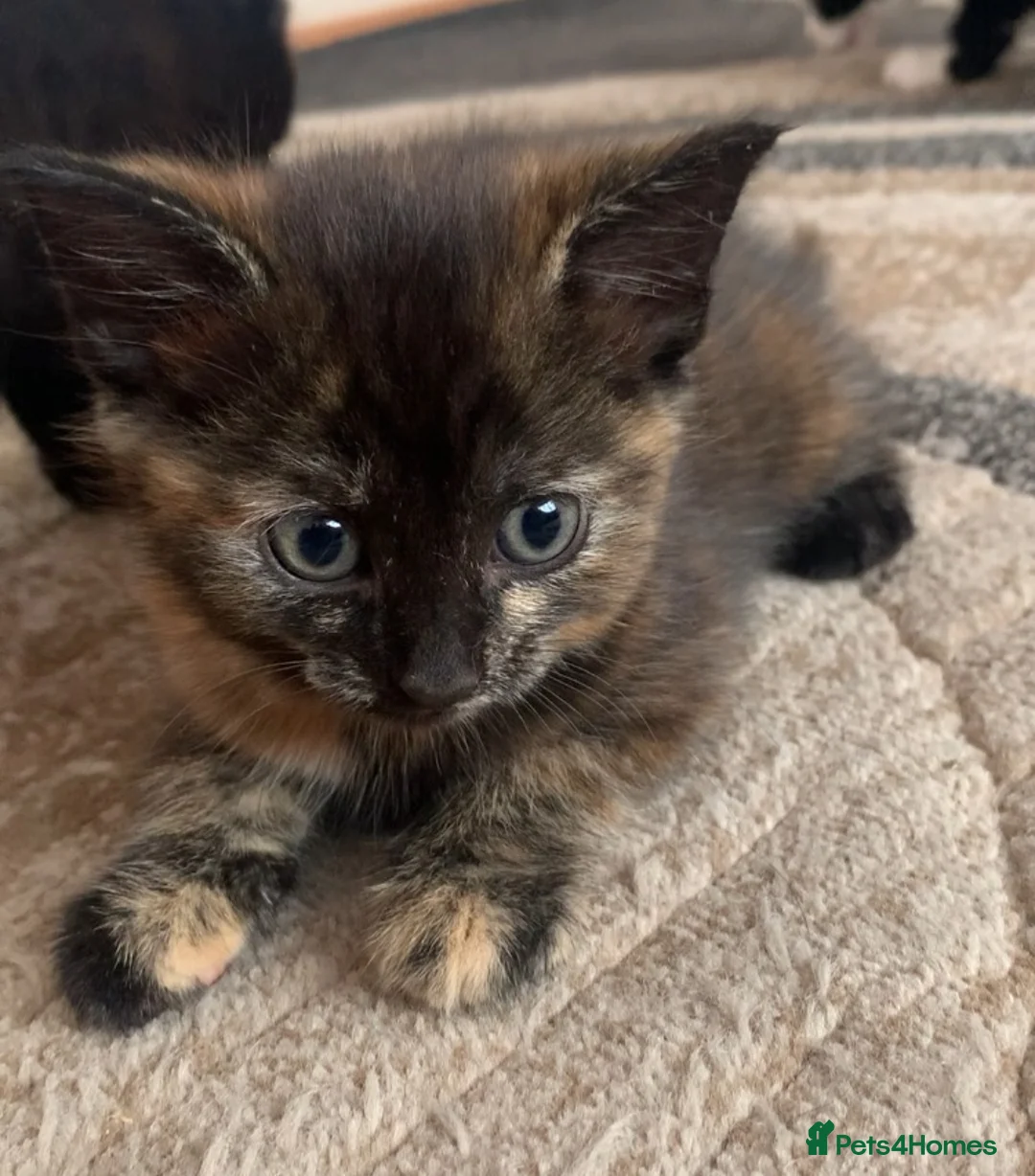 British Shorthair cats for sale: Cute kitten - Advert 1