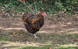 Chickens poultry for sale: Orpington chickens available  - Image 4