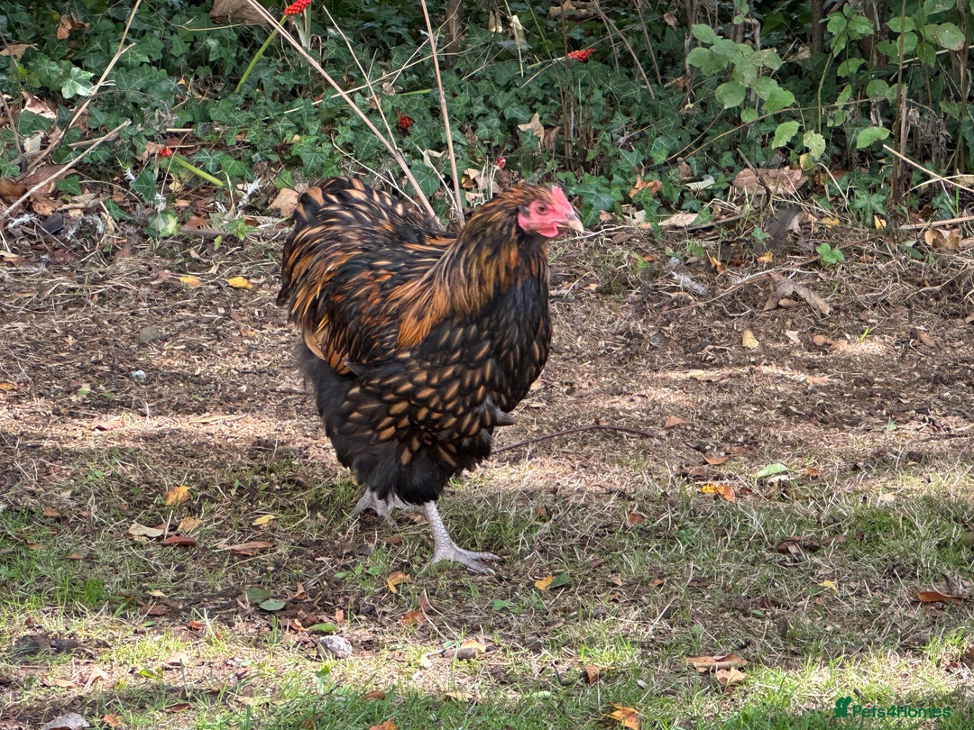 Chickens poultry for sale: Orpington chickens available  - Image 4
