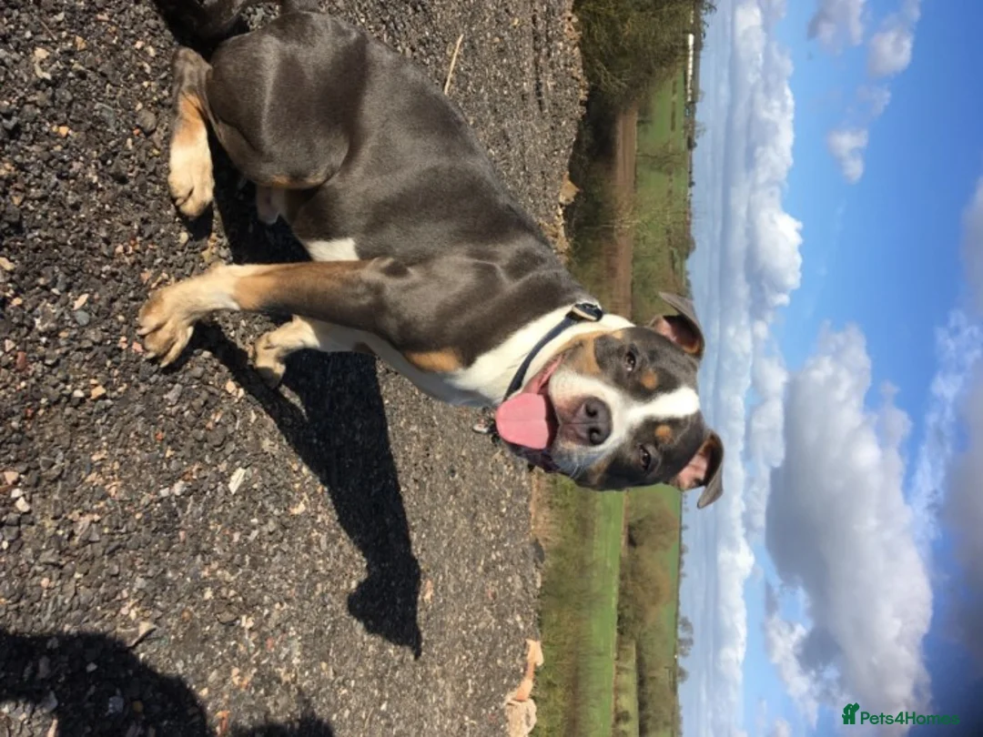 Staffordshire Bull Terrier dogs for stud: Tri Blue, PROVEN an the most beautiful temperament in Loughborough - Advert 5