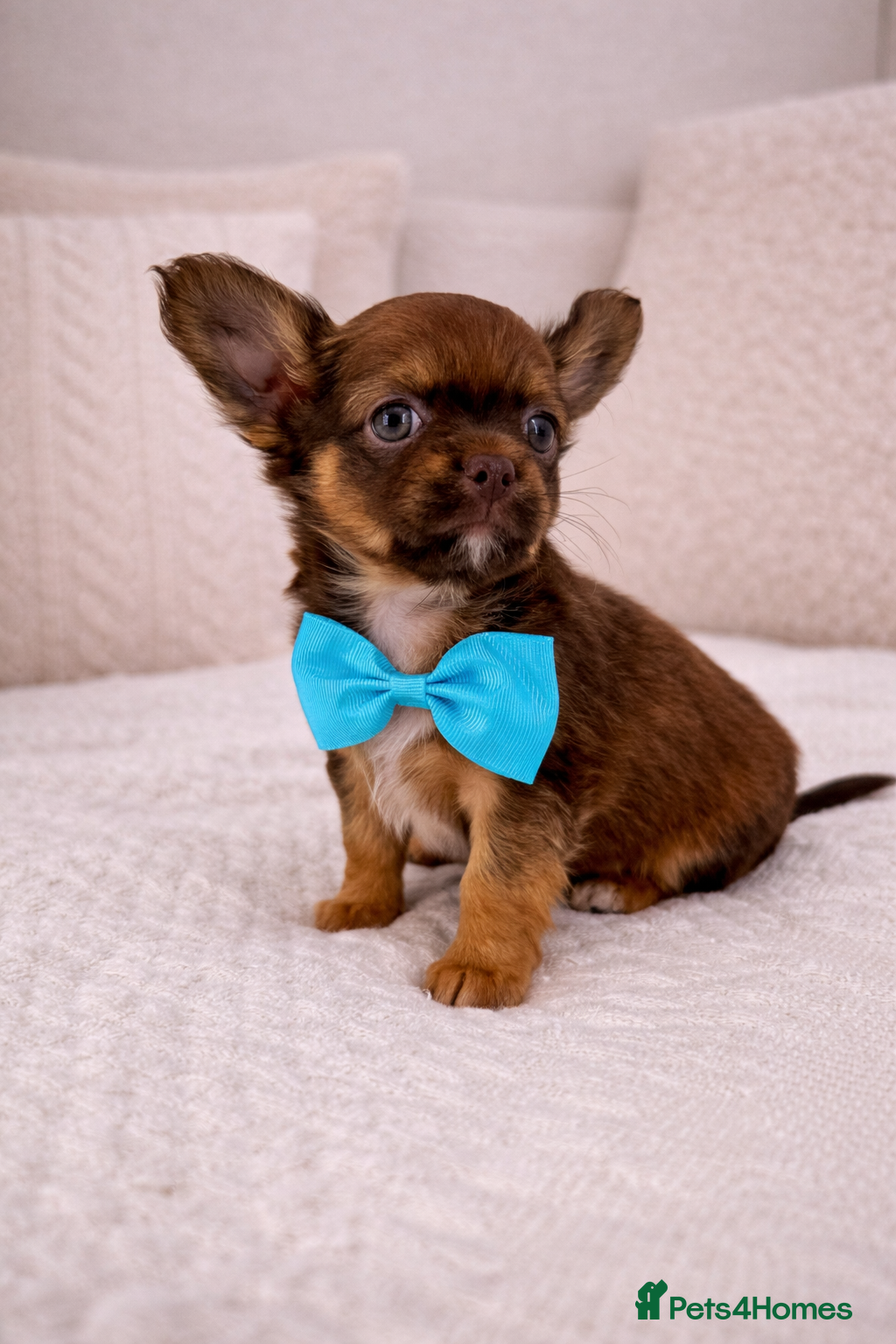 Chihuahua dogs ✨ Exceptional Chihuahua Puppies Forever 🏡 Only💖 - Advert 3