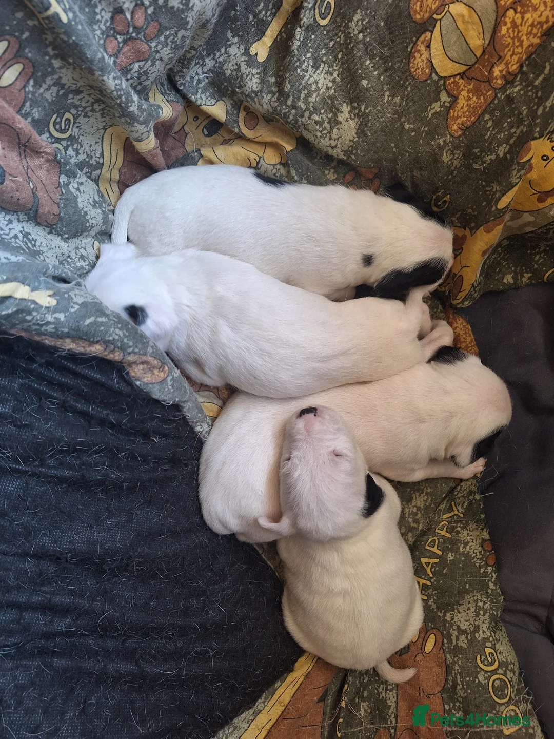 Jack Russell dogs for sale: Lovely Jack Russell puppies for sale  - Advert 2