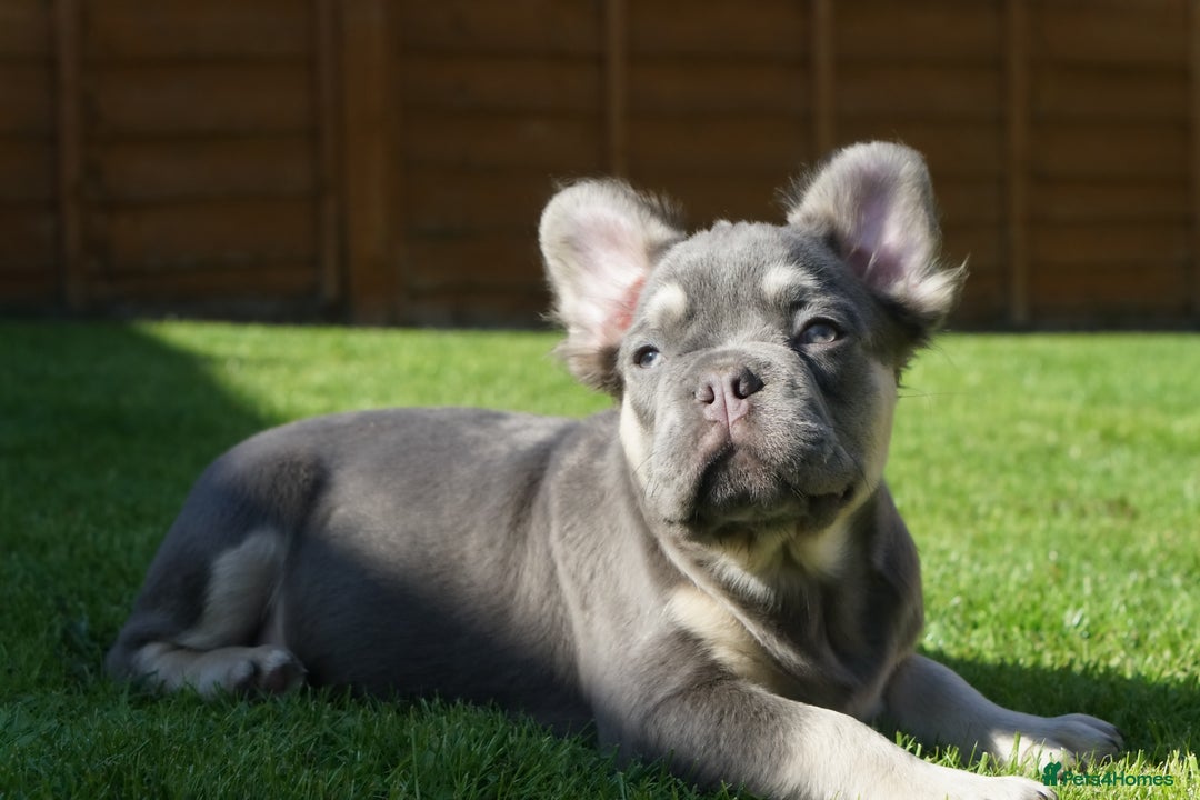 French Bulldog dogs for sale: Exceptional KC Fluffy French Bulldog Puppies - Image 21