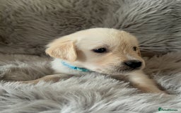Golden Retriever dogs for sale: KC REGISTERED GOLDEN RETRIEVER PUPS - Image 18