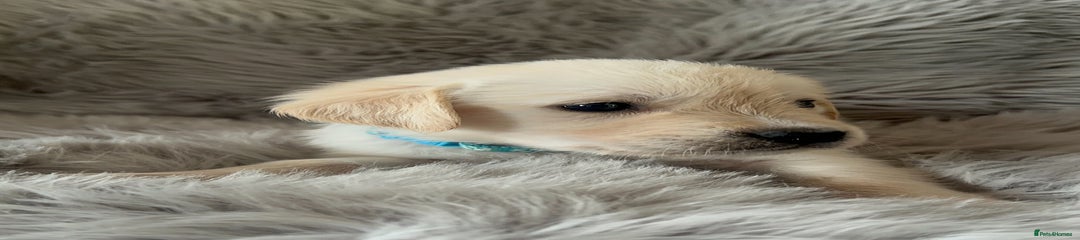 Golden Retriever Light Blue Collar