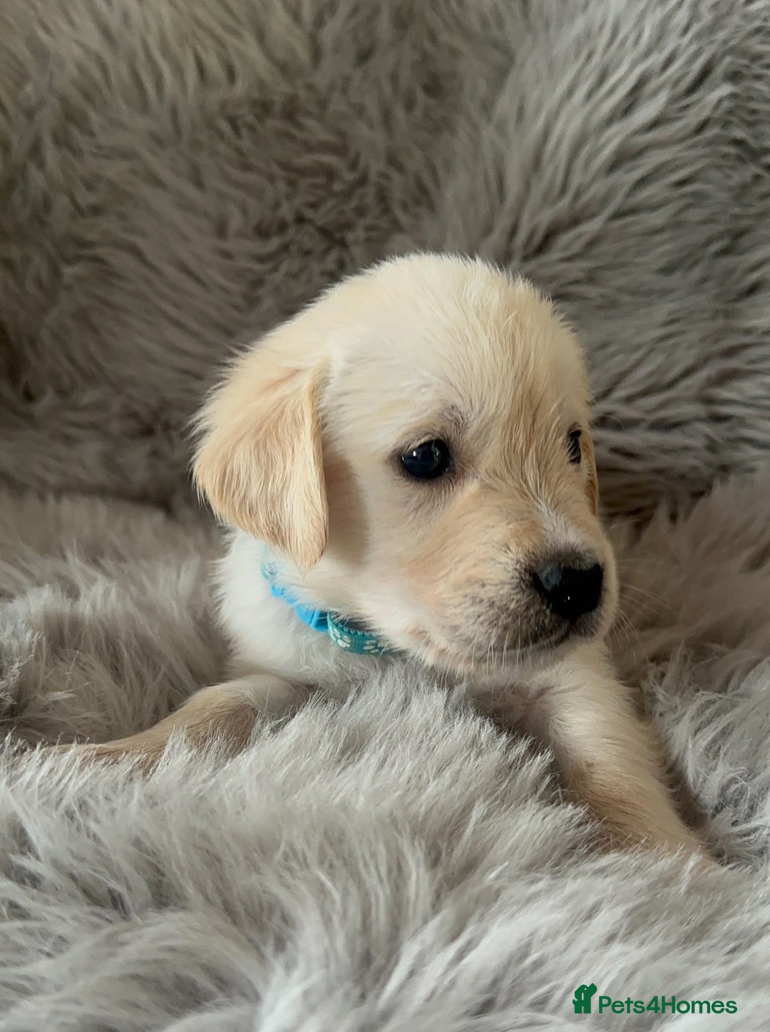 Golden Retriever dogs for sale: KC REGISTERED GOLDEN RETRIEVER PUPS - Image 18