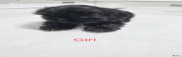 Shih Tzu dogs for sale: Puppys for sale  - Advert 10