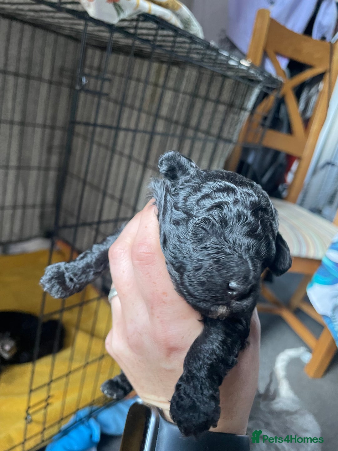 Toy Poodle dogs for sale: Gorgeous KC Toy Poodle Puppies 1 Boy Available - Image 13