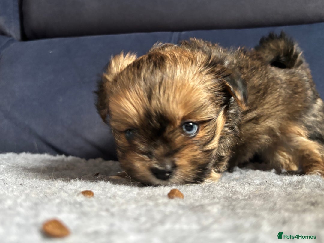 Lhasa Apso dogs for sale: Lhasa Apso Puppies – Tiny Tails, Big Hearts! - Image 34