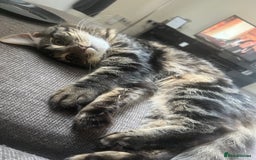 British Longhair cats for sale: 2 Year Old Domestic Long Hair - Image 9